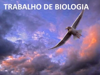 TRABALHO DE BIOLOGIA 
 