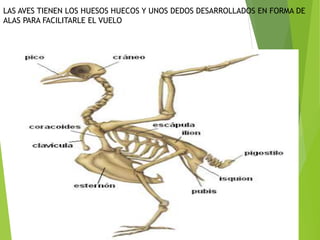 LAS AVES TIENEN LOS HUESOS HUECOS Y UNOS DEDOS DESARROLLADOS EN FORMA DE
ALAS PARA FACILITARLE EL VUELO
 