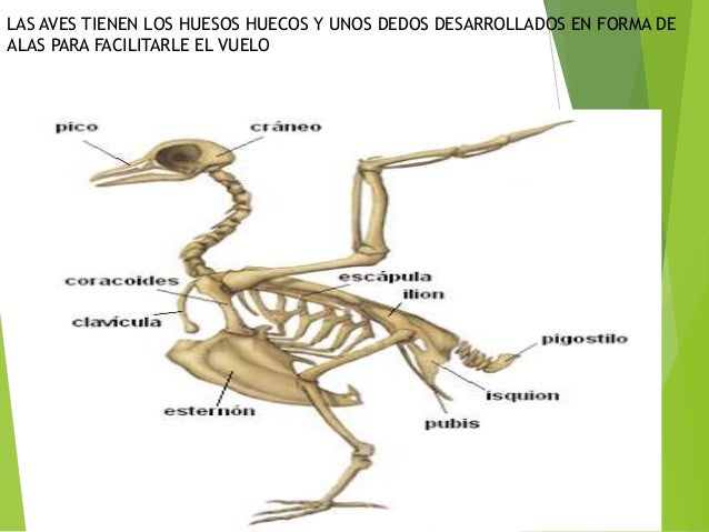 Aves
