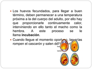 Los huevos fecundados, para llegar a buen
término, deben permanecer a una temperatura
próxima a la del cuerpo del adulto, por ello hay
que proporcionarle continuamente calor,
interviniendo en ello tanto el macho como la
hembra. A este proceso se le
llama incubación.
 Cuando llegue el momento oportuno, las crías
rompen el cascarón y salen del cascarón.
 