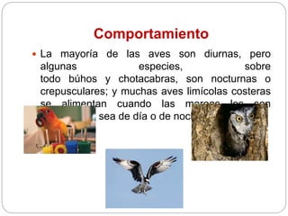 Comportamiento
 La mayoría de las aves son diurnas, pero
algunas especies, sobre
todo búhos y chotacabras, son nocturnas o
crepusculares; y muchas aves limícolas costeras
se alimentan cuando las mareas les son
propicias ya sea de día o de noche.
 