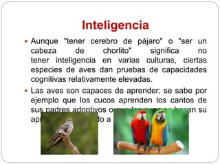 Inteligencia
 Aunque "tener cerebro de pájaro" o "ser un
cabeza de chorlito" significa no
tener inteligencia en varias culturas, ciertas
especies de aves dan pruebas de capacidades
cognitivas relativamente elevadas.
 Las aves son capaces de aprender; se sabe por
ejemplo que los cucos aprenden los cantos de
sus padres adoptivos o que los cuervos hacen su
aprendizaje imitando a sus semejantes.
 