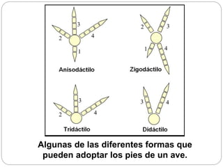 Algunas de las diferentes formas que
pueden adoptar los pies de un ave.
 