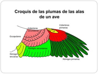 Croquis de las plumas de las alas
de un ave
 