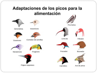 Adaptaciones de los picos para la
alimentación
 