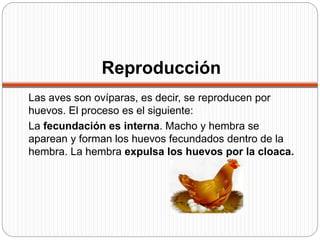 Reproducción
Las aves son ovíparas, es decir, se reproducen por
huevos. El proceso es el siguiente:
La fecundación es interna. Macho y hembra se
aparean y forman los huevos fecundados dentro de la
hembra. La hembra expulsa los huevos por la cloaca.
 