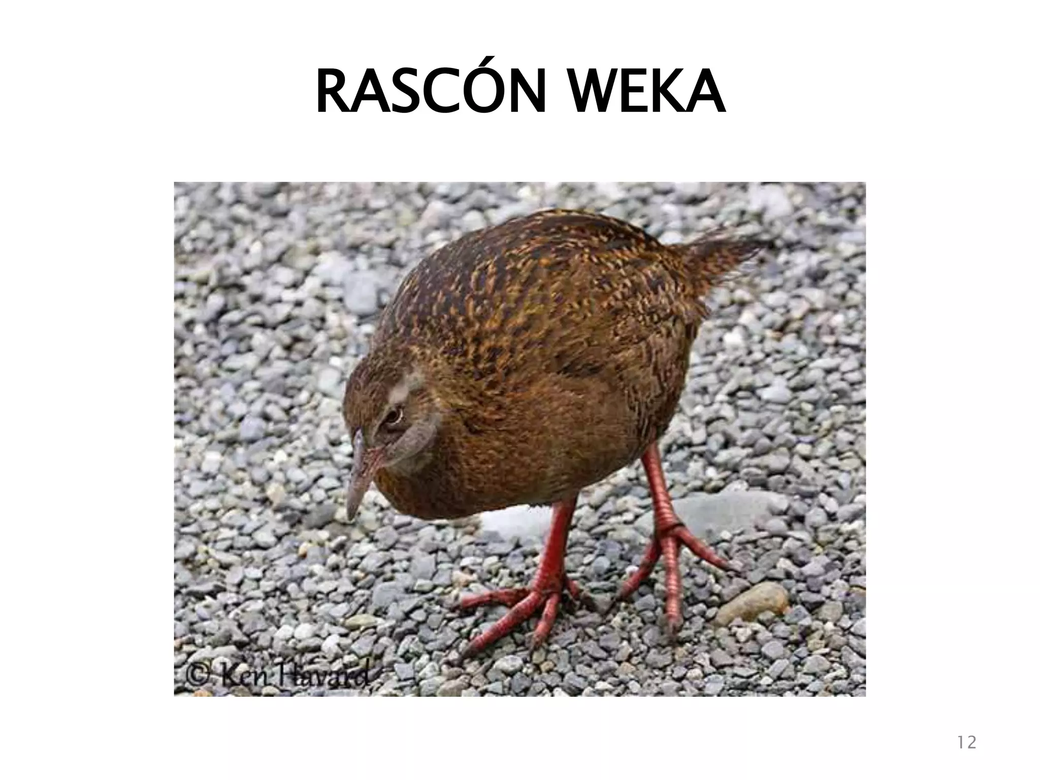 RASCÓN WEKA
12
 