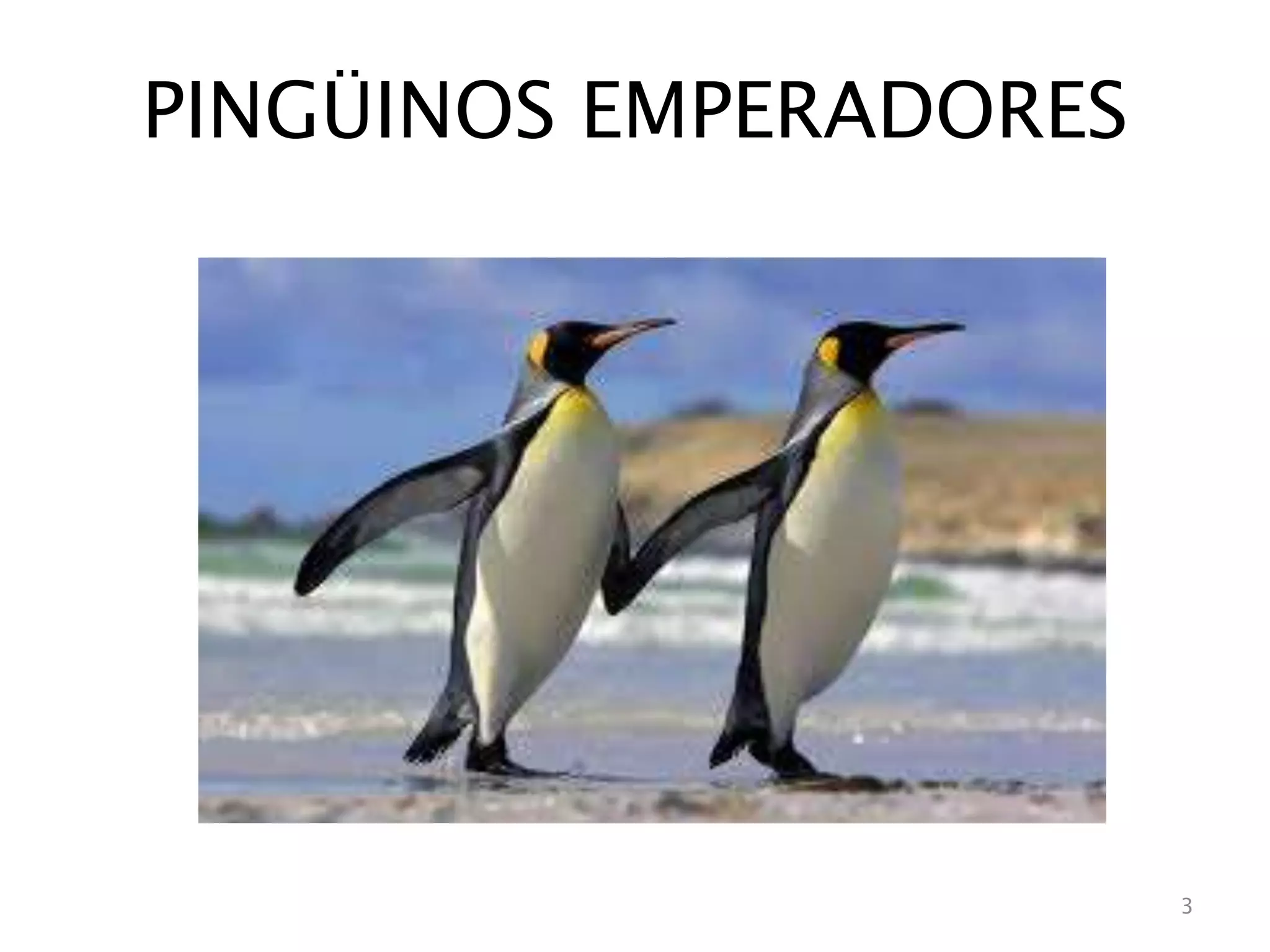 PINGÜINOS EMPERADORES
3
 