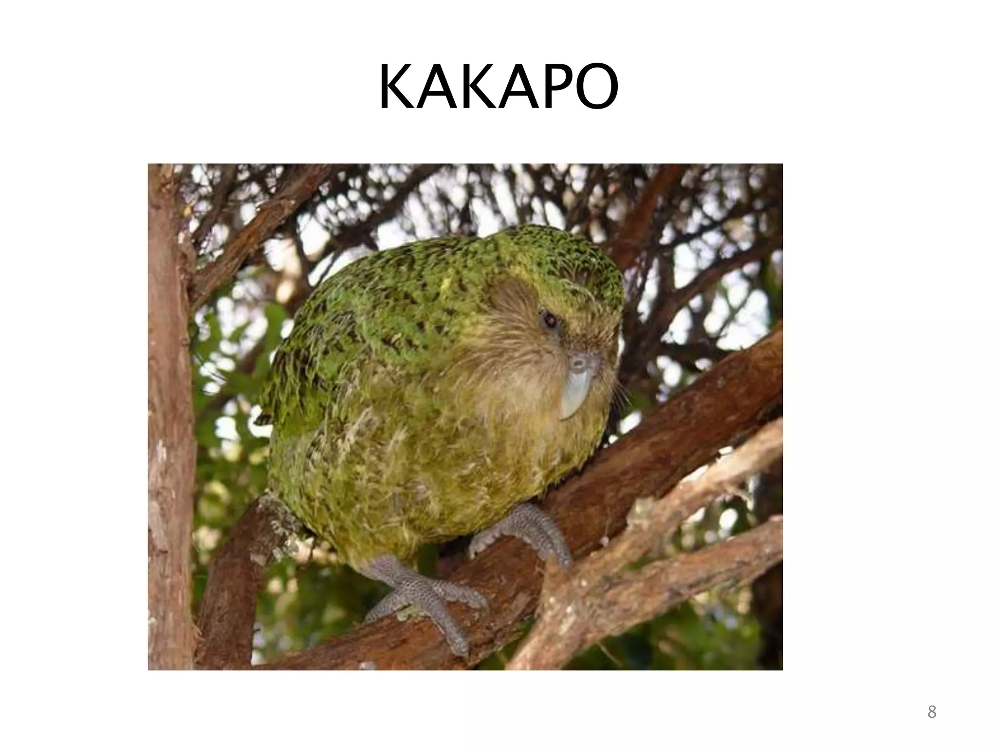 KAKAPO
8
 