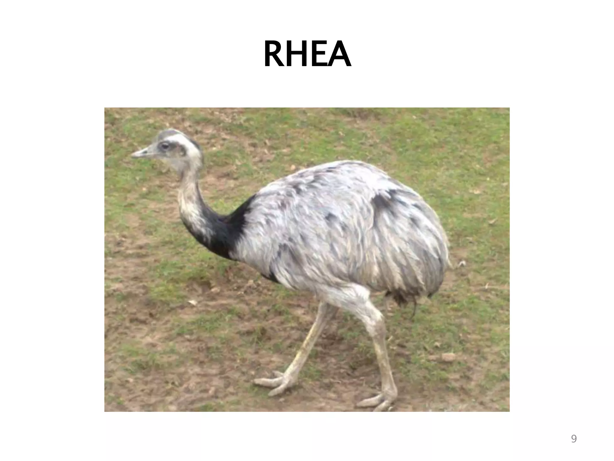 RHEA
9
 