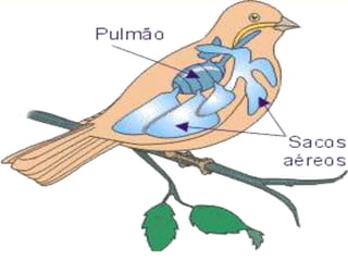 • O sistema respiratório também contribui para a
manutenção da homeotermia. Embora os pulmões
sejam pequenos, existem sacos aéreos,
ramificações pulmonares membranosas que
penetram por entre algumas vísceras e mesmo no
interior de cavidades de ossos longos.
•
 
