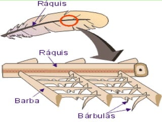 • As aves não têm glândulas na pele. No entanto, há
uma exceção: a glândula uropigial (ou uropigiana),
localizada na porção dorsal da cauda e cuja
secreção oleosa lubrificante é espalhada pela ave,
com o bico, nas penas.
• Essa adaptação impede o encharcamento das penas
em aves aquáticas e ajuda a entender por que as
aves não se molham, mesmo que fiquem
desprotegidas durante uma chuva.
 