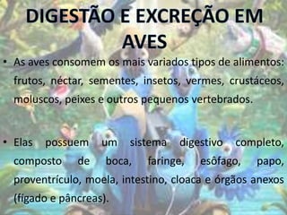 • As aves consomem os mais variados tipos de alimentos:
frutos, néctar, sementes, insetos, vermes, crustáceos,
moluscos, peixes e outros pequenos vertebrados.
• Elas possuem um sistema digestivo completo,
composto de boca, faringe, esôfago, papo,
proventrículo, moela, intestino, cloaca e órgãos anexos
(fígado e pâncreas).
 