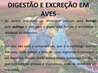 • Ao serem engolidos os alimentos passam pela faringe,
pelo esôfago e vão para o papo, cuja função é armazenar e
amolecer os alimentos.
• Daí eles vão para o proventrículo, que é o estômago químico
das aves, onde sofrem a ação de sucos digestivos e começam a
ser digeridos. Passam então para a moela (estômago mecânico)
que tem paredes grossas e musculosas, onde os alimentos são
triturados.
 