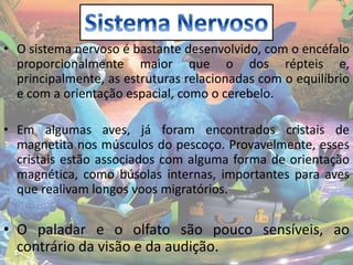 • O sistema nervoso é bastante desenvolvido, com o encéfalo
proporcionalmente maior que o dos répteis e,
principalmente, as estruturas relacionadas com o equilíbrio
e com a orientação espacial, como o cerebelo.
• Em algumas aves, já foram encontrados cristais de
magnetita nos músculos do pescoço. Provavelmente, esses
cristais estão associados com alguma forma de orientação
magnética, como búsolas internas, importantes para aves
que realivam longos voos migratórios.
• O paladar e o olfato são pouco sensíveis, ao
contrário da visão e da audição.
 