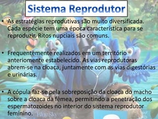 • As estratégias reprodutivas são muito diversificada.
Cada espécie tem uma época característica para se
reproduzir. Ritos nupciais são comuns.
• Frequentemente realizados em um território
anteriomente estabelecido. As vias reprodutoras
abrem-se na cloaca, juntamente com as vias digestórias
e urinárias.
• A cópula faz-se pela sobreposição da cloaca do macho
sobre a cloaca da fêmea, permitindo a penetração dos
espermatozoides no interior do sistema reprodutor
feminino.
 