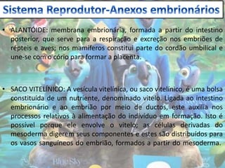 • ALANTÓIDE: membrana embrionária, formada a partir do intestino
posterior, que serve para a respiração e excreção nos embriões de
répteis e aves; nos mamíferos constitui parte do cordão umbilical e
une-se com o cório para formar a placenta.
• SACO VITELÍNICO: A vesícula vitelínica, ou saco vitelínico, é uma bolsa
constituída de um nutriente, denominado vitelo. Ligada ao intestino
embrionário e ao embrião por meio de ductos, este auxilia nos
processos relativos à alimentação do indivíduo em formação. Isto é
possível porque ele envolve o vitelo; as células derivadas do
mesoderma digerem seus componentes e estes são distribuídos para
os vasos sanguíneos do embrião, formados a partir do mesoderma.
 