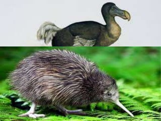 • Muitas outras espécies, particularmente as insulares, também
perderam essa habilidade. As espécies não-voadoras incluem o
pinguim, avestruz, quivi, e o extinto dodo.
• Aves não-voadoras são especialmente vulneráveis à extinção
por conta da ação antrópica direta (destruição e fragmentação
do habitat, poluição etc.) ou indireta (introdução de
animais/plantas exóticos, mamíferos em particular).
 