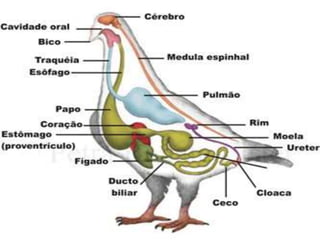 • Uma característica que favorece
a homeotermia nas aves é a existência de um
coração totalmente dividido em quatro cavidades:
dois átrios e dois ventrículos.
 