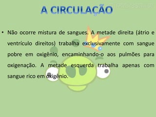 • Não ocorre mistura de sangues. A metade direita (átrio e
ventrículo direitos) trabalha exclusivamente com sangue
pobre em oxigênio, encaminhando-o aos pulmões para
oxigenação. A metade esquerda trabalha apenas com
sangue rico em oxigênio.
 