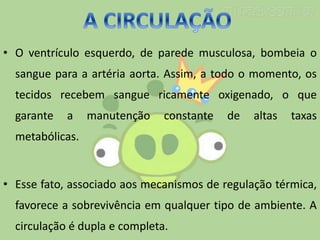 • O ventrículo esquerdo, de parede musculosa, bombeia o
sangue para a artéria aorta. Assim, a todo o momento, os
tecidos recebem sangue ricamente oxigenado, o que
garante a manutenção constante de altas taxas
metabólicas.
• Esse fato, associado aos mecanismos de regulação térmica,
favorece a sobrevivência em qualquer tipo de ambiente. A
circulação é dupla e completa.
 