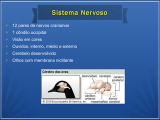  12 pares de nervos cranianos
 1 côndilo occipital
 Visão em cores
 Ouvidos: interno, médio e externo
 Cerebelo desenvolvido
 Olhos com membrana nictitante
Sistema NervosoSistema Nervoso
 