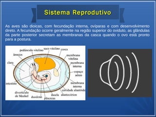 Sistema ReprodutivoSistema Reprodutivo
As aves são dioicas, com fecundação interna, ovíparas e com desenvolvimento
direto. A fecundação ocorre geralmente na região superior do oviduto, as glândulas
da parte posterior secretam as membranas da casca quando o ovo está pronto
para a postura.
 