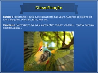 ClassificaçãoClassificação
RatitasRatitas (Paleornithes): aves que praticamente não voam. Ausência de esterno em
forma de quilha: Avestruz, Ema, kiwi, etc.
CarenatasCarenatas (Neornithes): aves que apresentam carena: voadoras: canário, seriema,
codorna, atobá…
 