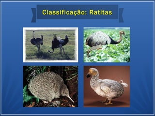 Classificação: RatitasClassificação: Ratitas
 