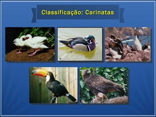 Classificação: CarinatasClassificação: Carinatas
 