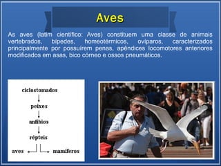 As aves (latim científico: Aves) constituem uma classe de animais
vertebrados, bípedes, homeotérmicos, ovíparos, caracterizados
principalmente por possuírem penas, apêndices locomotores anteriores
modificados em asas, bico córneo e ossos pneumáticos.
AvesAves
 