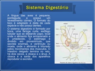  A língua das aves é pequena,
pontiaguda e possui um
revestimento córneo. O formato do
bico é adaptado à dieta de cada
espécie e não possui dentes.
 O sistema digestório é formado por
boca, uma faringe curta, esôfago
tubular que se dilatando papo, local
onde o alimento fica armazenado e
é umedecido. O estômago é
dividido em proventrículo, que
secreta enzimas, e ventrículo ou
moela, onde o alimento é triturado
pelos movimentos dos músculos. O
intestino delgado termina no reto,
há dois cecos, a cloaca e o ânus. A
cloaca é a saída dos aparelhos
reprodutor e excretor.
Sistema DigestórioSistema Digestório
 
