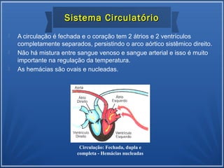  A circulação é fechada e o coração tem 2 átrios e 2 ventrículos
completamente separados, persistindo o arco aórtico sistêmico direito.
 Não há mistura entre sangue venoso e sangue arterial e isso é muito
importante na regulação da temperatura.
 As hemácias são ovais e nucleadas.
Circulação: Fechada, dupla e
completa - Hemácias nucleadas
Sistema CirculatórioSistema Circulatório
 