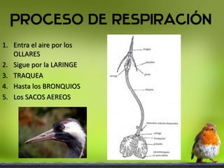 1. Entra el aire por los
OLLARES
2. Sigue por la LARINGE
3. TRAQUEA
4. Hasta los BRONQUIOS
5. Los SACOS AEREOS
 