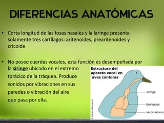• Corta longitud de las fosas nasales y la laringe presenta
solamente tres cartílagos: aritenoides, prearitenoides y
cricoide
• No posee cuerdas vocales, esta función es desempeñada por
la siringe ubicado en el extremo
torácico de la tráquea. Produce
sonidos por vibraciones en sus
paredes o vibración del aire
que pasa por ella.
 