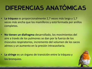 • La tráquea es proporcionalmente 2,7 veces más larga y 1,7
veces más ancha que los mamíferos y está formada por anillos
completos.
• No tienen un diafragma desarrollado, los movimientos del
aire a través de los pulmones se dan por la fuerza de los
músculos respiratorios, incremento del volumen de los sacos
aéreos y un aumento en la presión intracavitaria.
• La siringe es un órgano de transición entre la tráquea y
los bronquios.
 