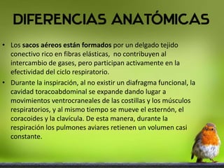 • Los sacos aéreos están formados por un delgado tejido
conectivo rico en fibras elásticas, no contribuyen al
intercambio de gases, pero participan activamente en la
efectividad del ciclo respiratorio.
• Durante la inspiración, al no existir un diafragma funcional, la
cavidad toracoabdominal se expande dando lugar a
movimientos ventrocraneales de las costillas y los músculos
respiratorios, y al mismo tiempo se mueve el esternón, el
coracoides y la clavícula. De esta manera, durante la
respiración los pulmones aviares retienen un volumen casi
constante.
 