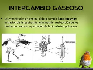 • Los vertebrados en general deben cumplir 3 mecanismos:
iniciación de la respiración, eliminación, reabsorción de los
fluidos pulmonares y perfusión de la circulación pulmonar.
 