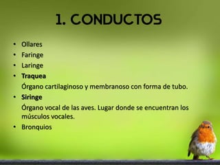 • Ollares
• Faringe
• Laringe
• Traquea
Órgano cartilaginoso y membranoso con forma de tubo.
• Siringe
Órgano vocal de las aves. Lugar donde se encuentran los
músculos vocales.
• Bronquios
 