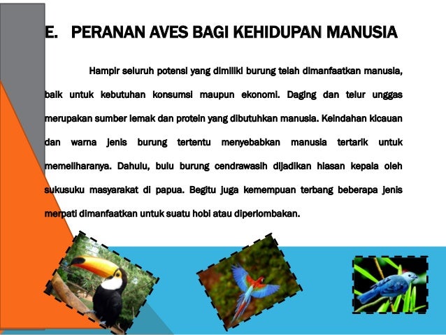 Aves 2