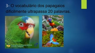 3- O vocabulário dos papagaios
dificilmente ultrapassa 20 palavras.
 