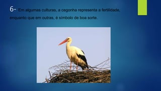 6- Em algumas culturas, a cegonha representa a fertilidade,
enquanto que em outras, é símbolo de boa sorte.
 