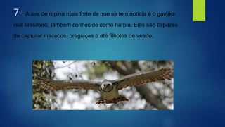 7- A ave de rapina mais forte de que se tem notícia é o gavião-
real brasileiro, também conhecido como harpia. Eles são capazes
de capturar macacos, preguiças e até filhotes de veado.
 