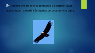 8- A maior ave de rapina do mundo é o condor. Suas
asas chegam a medir três metros de uma ponta a outra.
 