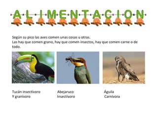 Según su pico las aves comen unas cosas u otras.
Las hay que comen grano, hay que comen insectos, hay que comen carne o de
todo.
Tucán insectívoro Abejaruco Águila
Y granívoro Insectívoro Carnívora
 