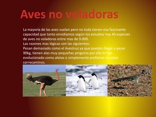 Aves no voladoras
La mayoría de las aves vuelan pero no toda tienen esa fascinante
capacidad que tanto envidiamos según los estudios hay 40 especies
de aves no voladoras entre mas de 9.000.
Las razones mas lógicas son las siguientes:
Pesan demasiado como el Avestruz ya que pueden llegar a pesar
90kg, tienen alas muy pequeñas pingüino por ello le han
evolucionado como aletas o simplemente prefieren no volar
correcaminos.
 