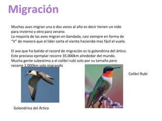 Migración
Muchas aves migran una o dos veces al año es decir tienen un nido
para invierno y otro para verano.
La mayoría de las aves migran en bandada, casi siempre en forma de
“V” de manera que el líder corta el viento haciendo mas fácil el vuelo.
El ave que ha batido el record de migración es la golondrina del ártico.
Este precioso ejemplar recorre 35.000km alrededor del mundo.
Mucha gente subestima a el colibrí rubí solo por su tamaño pero
recorre 1.000km solo migrando
Golondrina del Ártico
Colibrí Rubí
 