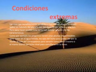 Condiciones
extremas
Las aves son increíblemente versátiles y han sabido adaptarse a casi
todos los hábitats del planeta des del desierto del Sahara a el ártico.
Pero para hacer posible esta tarea han debido adquirir ciertas
características.
Como por ejemplo los pingüinos tienen unas plumas impermeables
para nadar en el agua helada, los ojos del búho para poder ver por la
noche, la cola del correcaminos para servirle como alerón trasero o
el manto blanco del búho nival para camuflarse en la nieve.
 