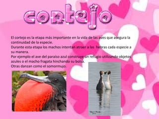 El cortejo es la etapa más importante en la vida de las aves que asegura la
continuidad de la especie.
Durante esta etapa los machos intentan atraer a las hebras cada especie a
su manera.
Por ejemplo el ave del paraíso azul construye un refugio utilizando objetos
azules o el macho fragata hinchando su bolsa.
Otras danzan como el somormujo.
 