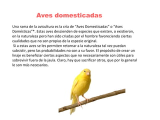 Una rama de la avicultura es la cría de “Aves Domesticadas” o “Aves
Domésticas”*. Estas aves descienden de especies que existen, o existieron,
en la naturaleza pero han sido criadas por el hombre favoreciendo ciertas
cualidades que no son propias de la especie original.
Si a estas aves se les permiten retornar a la naturaleza tal vez puedan
subsistir, pero las probabilidades no son a su favor. El propósito de crear un
linaje es beneficiar ciertos aspectos que no necesariamente son útiles para
sobrevivir fuera de la jaula. Claro, hay que sacrificar otros, que por lo general
le son más necesarios.
Aves domesticadas
 